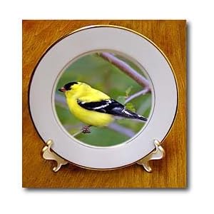 American Gold Finch - 8 Inch Porcelain Plate