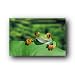 (24x36) Red Eyed Tree Frog (On Leaf) Art Poster Print