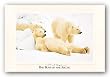 Bad Boys of the Arctic by Thomas Mangelsen 27.5"x17.5" Art Print Poster