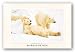 Bad Boys of the Arctic by Thomas Mangelsen 27.5"x17.5" Art Print Poster