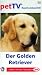 Golden Retriever - Rassehundeporträt