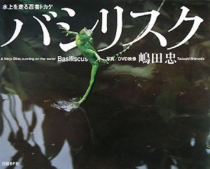 バシリスク 水上を走る忍者トカゲ