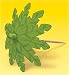 Palm Tree Parasol Picks
