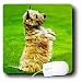 Dogs Cairn Terrier - Cairn Terrier - Mouse Pads