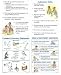 POSTER SET SCIENCE LAB BASICS GR. 4-9