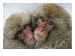 A Pair of Japanese Macaques, or Snow Monkeys, Cuddle Together Photographic Poster Print, 32x24