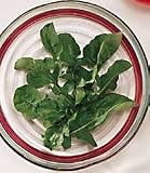 Arugula - 50 Seeds - BONUS PACK!