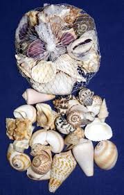 Hinterland Trading Sea Shells Mixed Beach Seashells W/net Bag 1lb 1/2 