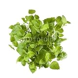 IMAGE OF Wallmonkeys Peel and Stick Wall Decals - Mint Bush Top Isolated on White - 48