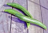 Cucumber Seeds Chelsea Prize