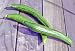 Cucumber Seeds Chelsea Prize 15 Seeds