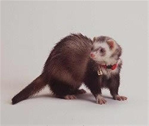 Marshall Ferret Bell Collar, Red