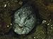 An Atlantic Wolffish at the Entrance to Its Den Photographic Poster Print, 24x18