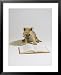Cairn Terrier, 4 Months Old Framed Art Poster Print by David M. Dennis, 25x31
