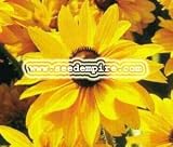BLACK EYED SUSAN Rudbeckia Hirta --- 1,000 Flower Seeds