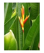 Tropical Plant Botanical Photographic Poster Print by Robert Flowers, 16x20