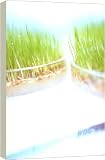 G M Seedlings in dishes - 16 Inch Canvas Print (40cm) by Science Photo Library