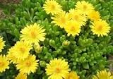 Delosperma Ice Plant Yellow daisy-like flowers!!