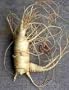 Ginseng 35 Seeds - Panax quinquefolius - Herb
