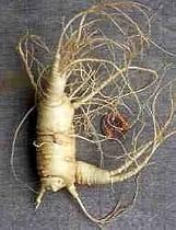 Ginseng 35 Seeds - Panax quinquefolius