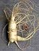 Ginseng 35 Seeds - Panax quinquefolius