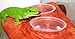 MagNaturals 37110 Replacement Cups for Gecko Ledge (12 Pack)