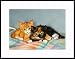 Cuddle Bums by Drew Strouble