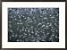 A flock of western sandpipers flies over mudflats at high tide Subject Framed Art Poster Print by Joel Sartore, 29x21