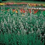 Perennial Seeds - Catnip Herb Seeds