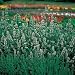 turkish van - Perennial Seeds - Catnip Herb Seeds
