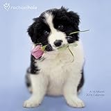 Rachael Hale Dogs Wall Calendar (2016)
