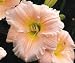 'Barbara Mitchell' Daylily Perennial - Hemerocallis