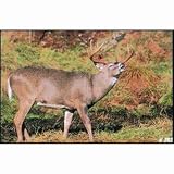Size 28X42 Style 203 Whitetail Sideview Alert Delta Tru Life Animal Targets