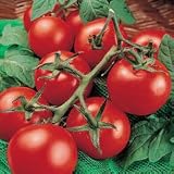 Moneymaker Tomato - 20 Seeds - Old English Heirloom
