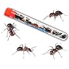 Live Ant Farm Ants Shipped Now: Ant Farm Kit Refill