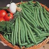 Thompson & Morgan Dwarf Bush Bean 'Speedy' Vegetable Seeds