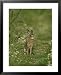 Brown Hare, Leveret Feeding on Grass, Scotland Framed Art Poster Print by Mark Hambli...