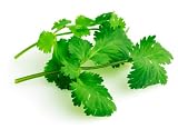 Micro Greens - Cilantro - 4 x 4 oz