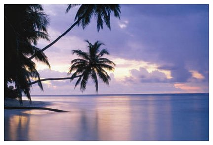 Tropical Sunset (Palm Trees Over Water) Art Poster Print - 11" X 14"