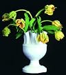 Tulipiere White