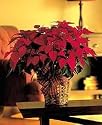 Festive Holiday Poinsettia