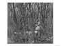 An Explorer Hacking His Way Through a Bamboo Jungle in Burma Stretched Canvas Poster Print