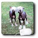 Dogs Chinese Crested Hairless - Chinese Crested Hairless - Mouse Pads