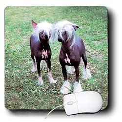 Dogs Chinese Crested Hairless - Chinese Crested Hairless - Mouse Pads