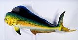 Handpainted Jumbo Green Dolphin Mahi Mahi Wall Plaque Saltwater Game Fish Replica 48
