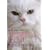 M�mento du v�t�rinaire : Le chat