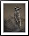 An adult meerkat (Suricata suricatta) stands on lookout National Geographic Collectio...