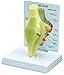 Knee Bone Joint Anatomical Model