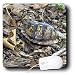 WhiteOak Photography Animal Prints - A box turtle on a path - Mouse Pads