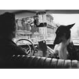 Woman Taxi Driver Sharing Front Seat with Pet Dog Photographic Poster Print by Alfred Eisenstaedt, 32x24